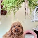 강아지는 미용빨 이미지