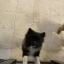 발라당눕스 이미지