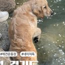 레오나르독 이미지