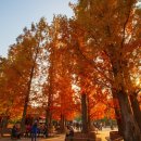 경기도산림환경연구소(금암동 산91) | 누구의 색칠일까? 수도권 단풍 여행 오산 물향기수목원 단풍원