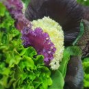 용기조아 이미지