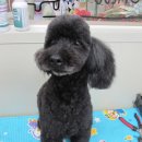 복슬 강아지미용실 이미지