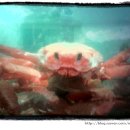 홍게너라면 이미지