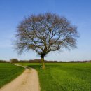 나무와 길