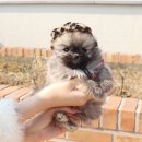 내 품안의 반려견 이미지