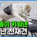 섬에서 외로워 하던 손자를 위해, 유기견 센터에서 데 려온 개가 어딘가 심상치 않다 이미지