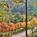 5월 천원의 행복음악회 | [여행] 이런 가을 숲이 천원이라고? 정선 백두대간 생태수목원, 아는 사람만 가는 힐링 명소