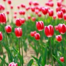 카페달디 이미지