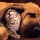 댕댕이와냥이 이미지