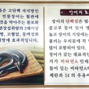 대의고개민물장어 이미지