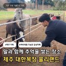 대신목장 | 제주 대한목장 홀리랜드 | 말 먹이주기 체험 가능한 목장 카페 내돈내산 후기