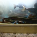 송학횟집 이미지