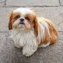 도그니엘 이미지