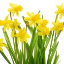 수선화(Daffodil), 꽃은 강인함, 탄력성, 용기, 생명 및 새로운 시작을 상징 이미지