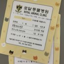 로얄동물병원 | 구내염 고양이 치료일기 | 구산역 로얄동물병원 내돈내산 후기
