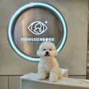 동행동물병원 | 강아지 안과 반포아이즈 안과동물병원 에서 여포성결막염 재검진 결과공개