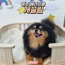 개끌림