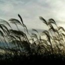 강변살자 이미지