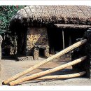 바위솔타운 이미지