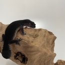 게코라운지