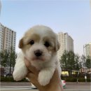 청주 강아지 분양 리몽드 퍼피 켄넬 | 청주 강아지 분양 리몽드 퍼피 켄넬 방문 전 확인해야 할 건강한 입양 기준과 초보 보호자를 위한 평생...