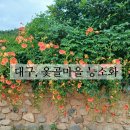 지그커피대구영조점 | 대구 옻골마을 흙돌담 골목길을 걸으며 능소화 구경하기좋은곳