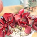 이쁜것들 이미지