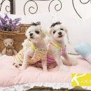 엄마손 동물병원 이미지