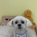 몽시시 이미지