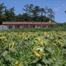 비금청정황토민박 이미지