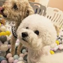 헬로멍뭉 이미지