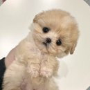 도그마루 강아지고양이 안산점 이미지
