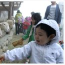 주성목장 Daum카페