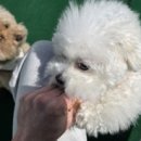 댕동댕 유치원 이미지