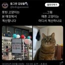 못된고양이 이미지