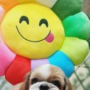 펫살롱 귀요미 이미지