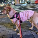 핑크색 조끼 입고 실종된 강아지를 찾습니다!! (서울시 관악구 , 이름은 방울이) 이미지