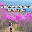 개화 | 비슬산 참꽃 등산｜대견사 참꽃 군락지 개화 후기