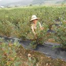 인주농장 이미지