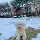 디디바스켓 이미지