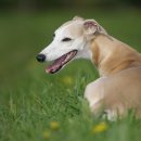 나루 동물병원 이미지