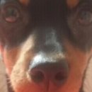 강아지당 이미지