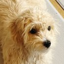 해피한 멍 이미지