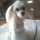 코리아 애견 이미지