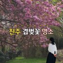 연암공과대학교 | 진주 겹벚꽃 숨은 명소, 연암공대 지금 꼭 가야 하는 이유
