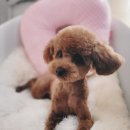 아보네 멍빌리지 이미지