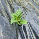 순조농장 이미지