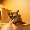 유니포리 이미지