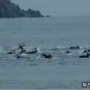 해운대 북극곰 장거리 핀 수영대회 순위 이미지