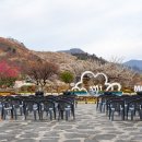 동광양꽃판매장 | 광양 매화축제 다녀온 후기 올해 가장 아름다운 봄 풍경